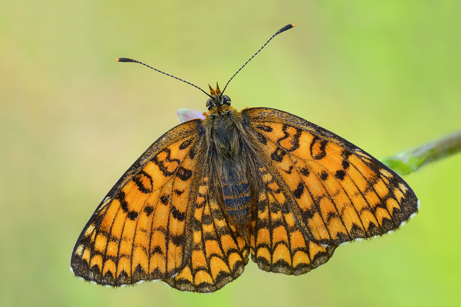 Melitaea phoebe