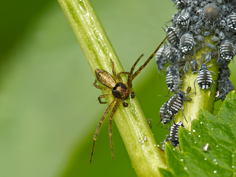 insolito pastore....!!!