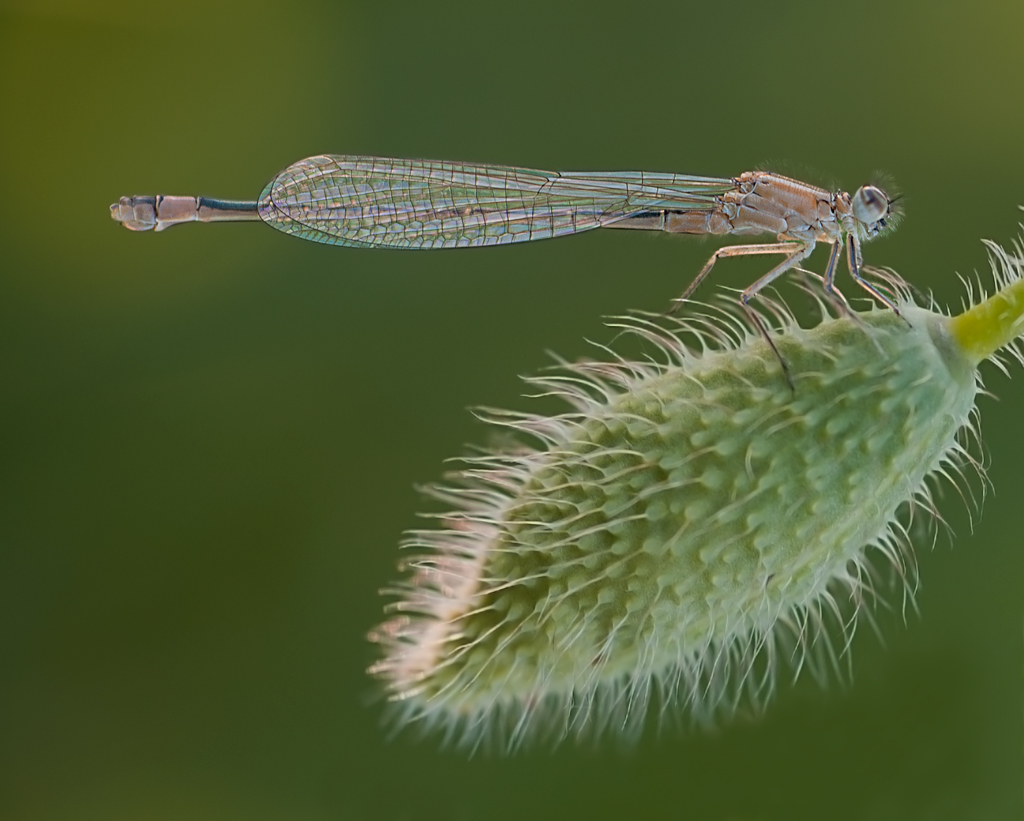 Ischnura elegans - female