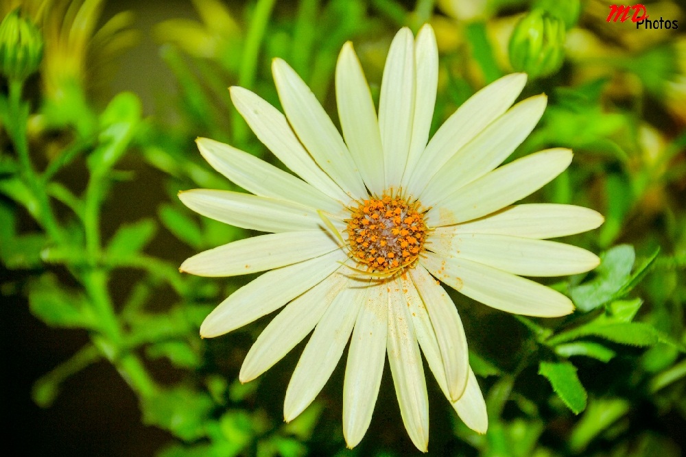 Margerita Casalinga !!