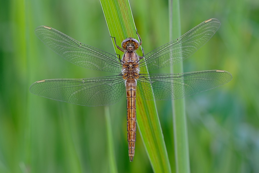 Sympetrum fonscolombii (credo)