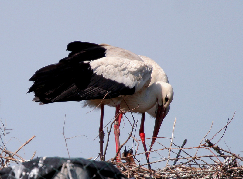 cicogne sul nido:nativit�