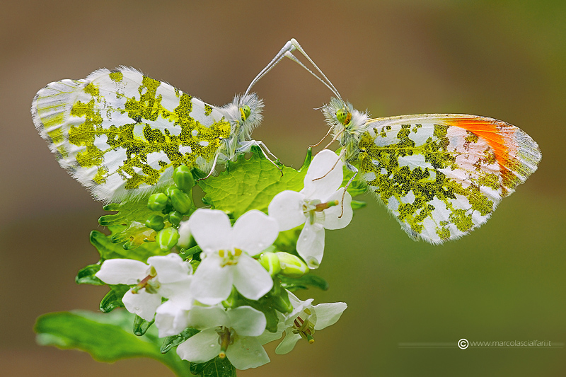 Anthocharis cardamines (Linnaeus, 1758) F+M