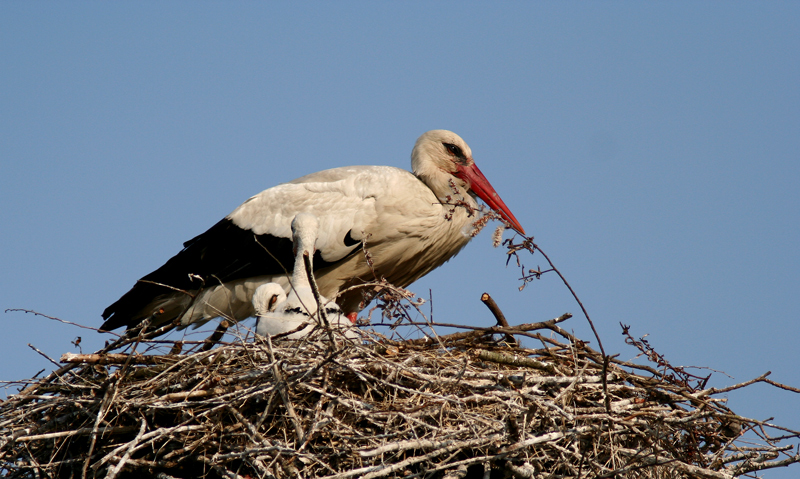 cicogne sul nido:prima infanzia