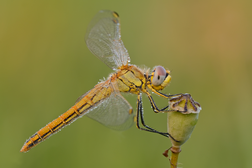 Sympetrum fonscolombii