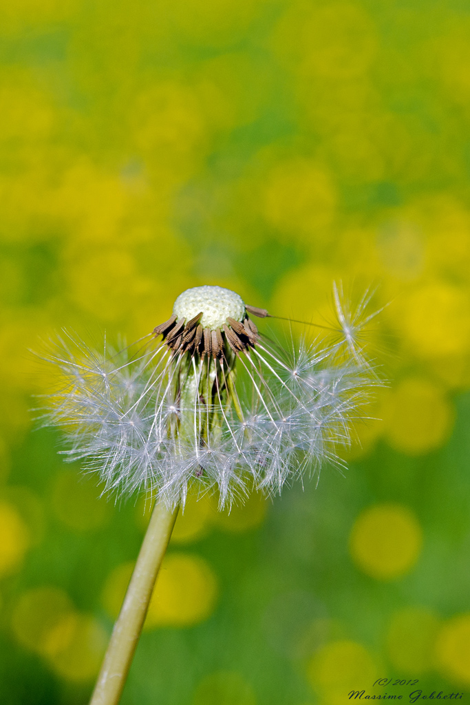 Il soffione spelacchiato