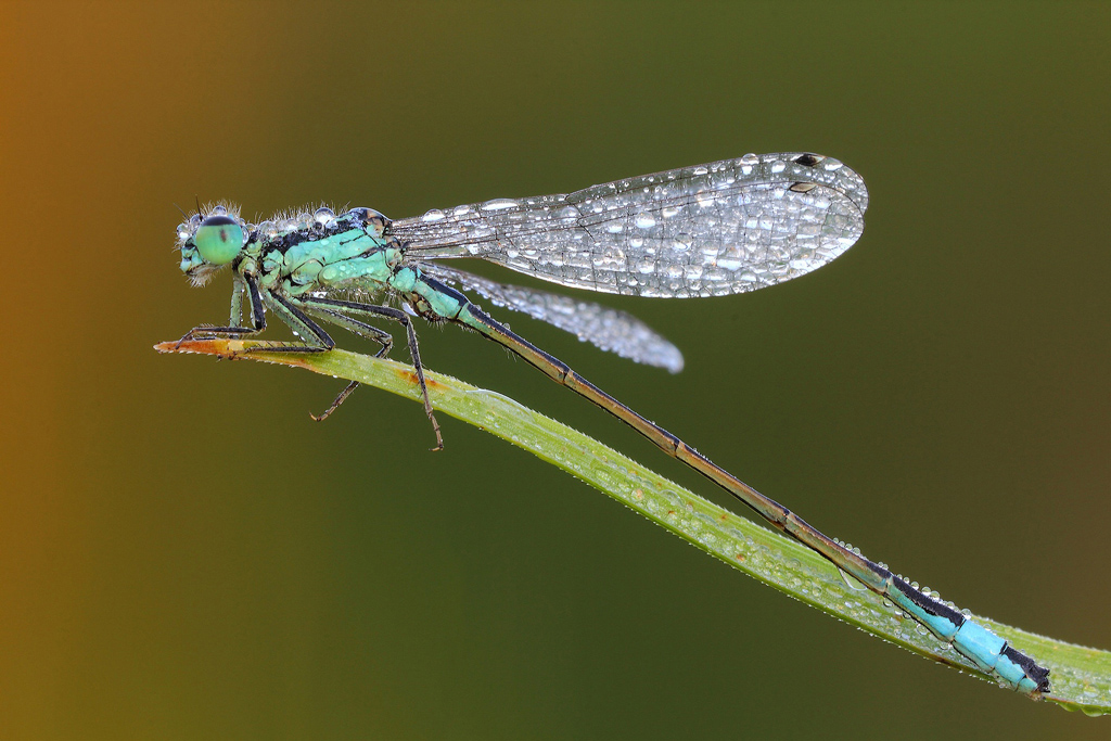 La Mia Prima Dama...!!!