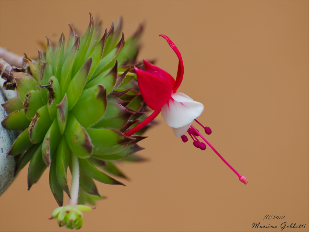 il fiore improbabile