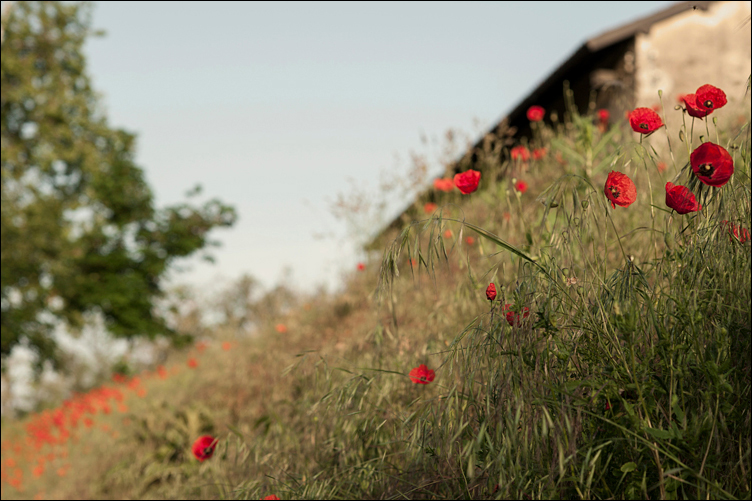 ...a piedi scalzi in un sogno...