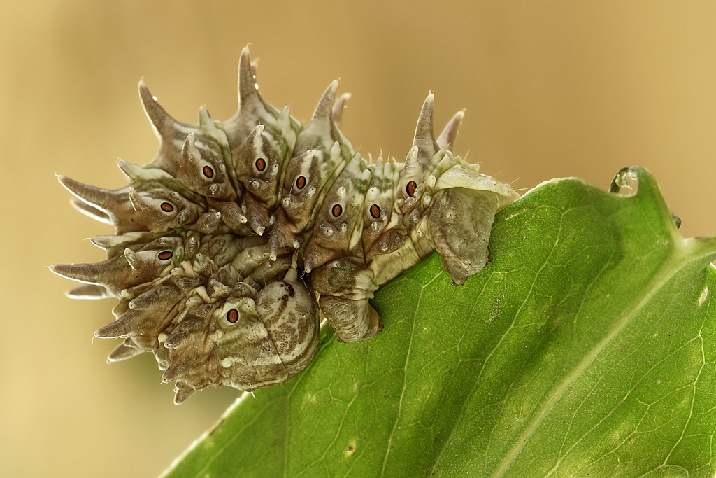 Apochima Flabellaria