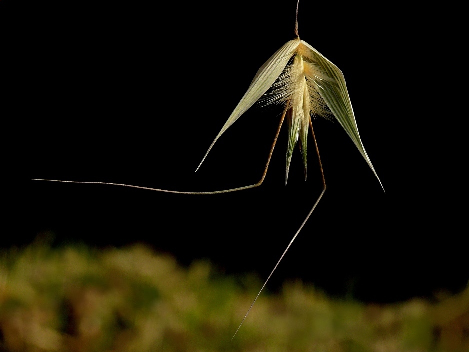 ***** Di corsa *****