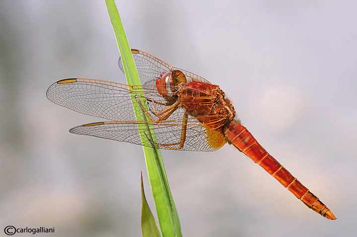 Crocothemis erythraea