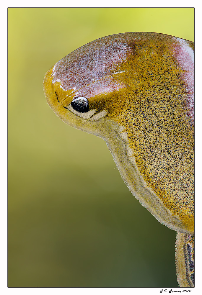 L'occhio del serpente