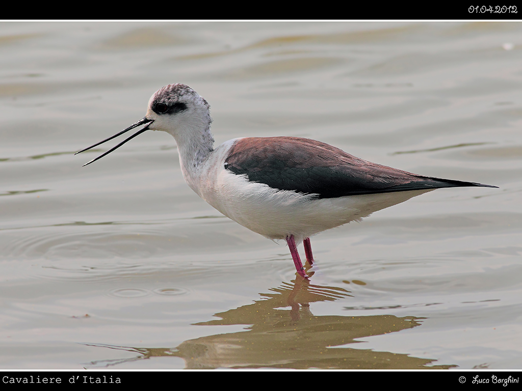 Cavaliere d'Italia # 4 - Femmina