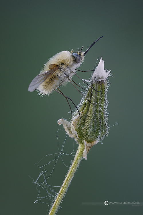 Bombylius minor Linnaeus, 1758