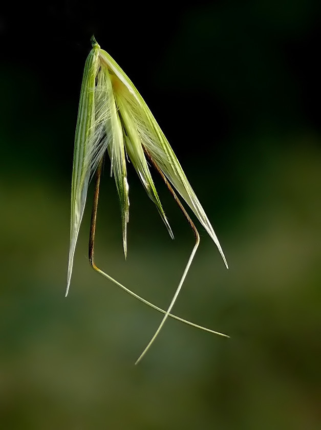 ***** Ballerina *****