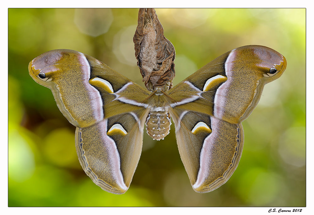 Bombice dell'Ailanto (Samia cynthia)