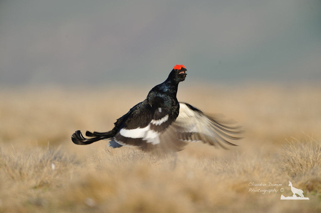Il salto del Fagiano di Monte