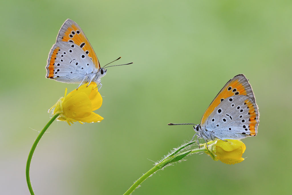 Lycaena dispar