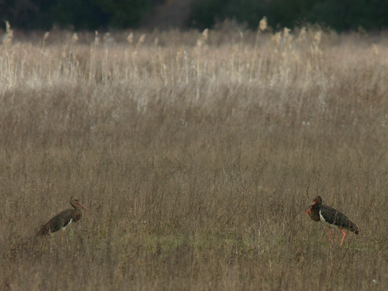 cicogna nera con immaturo