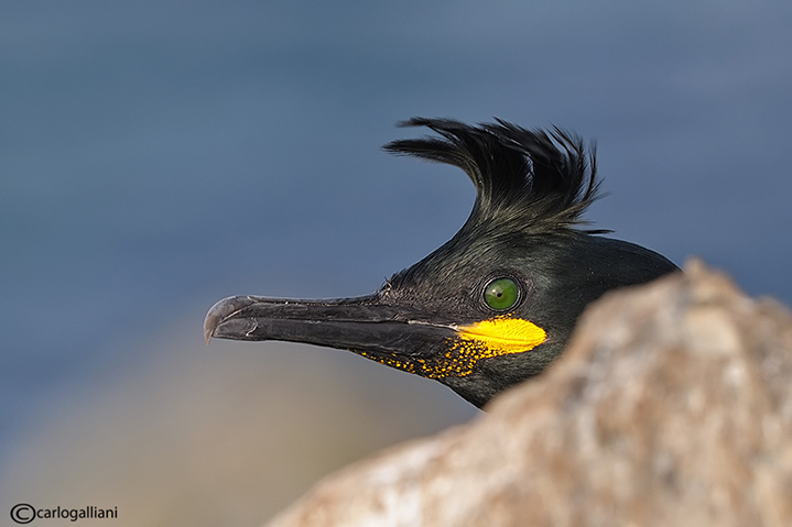 Ritratto al marangone