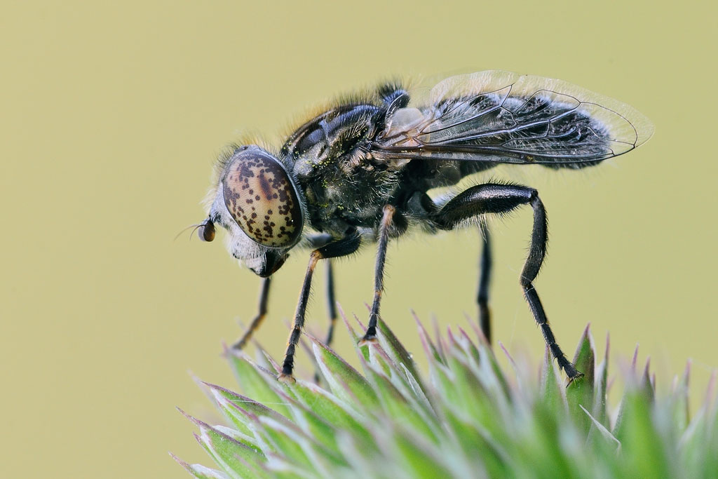 Eristalinus sepulchralis