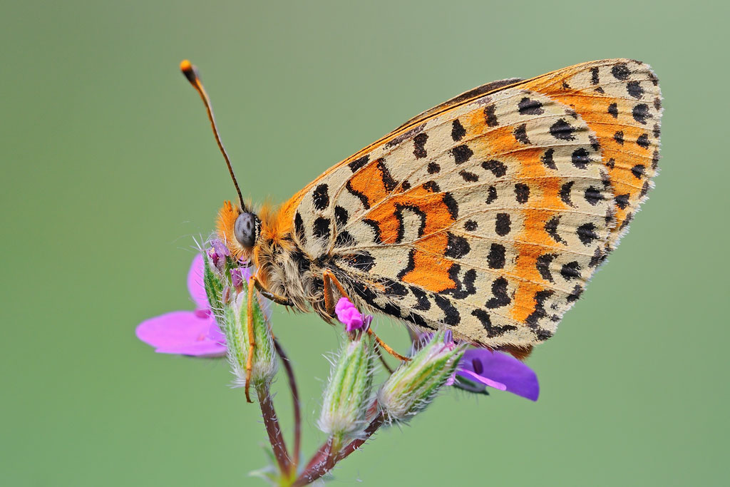 Melitaea didyma