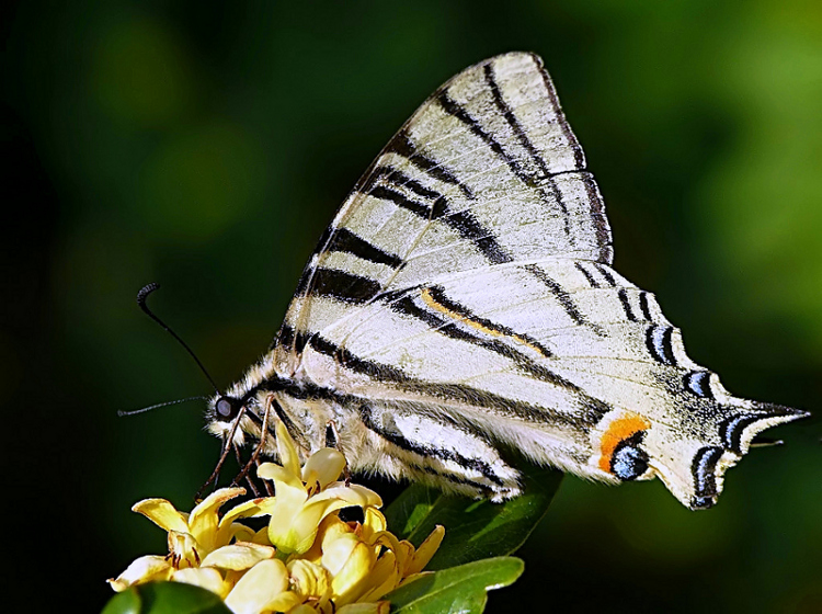 ***** La Tigre al pasto *****