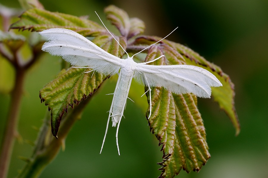 Pterophorus pentadactylus