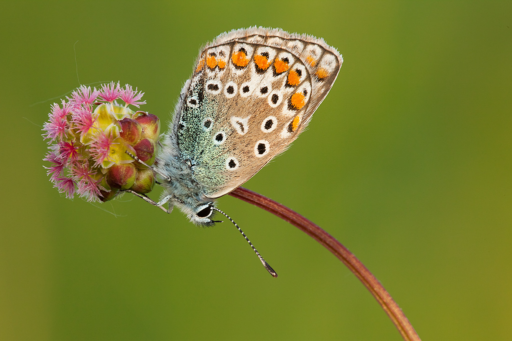 Common Blue