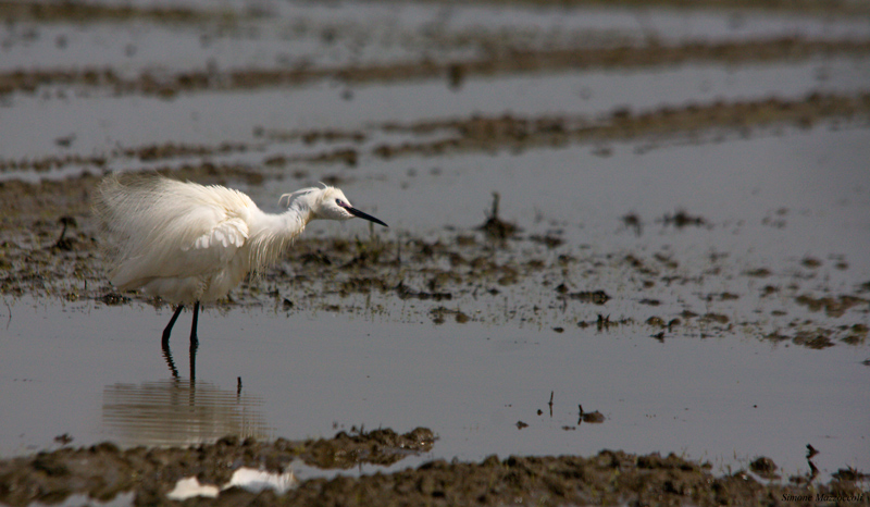 Egretta garzetta