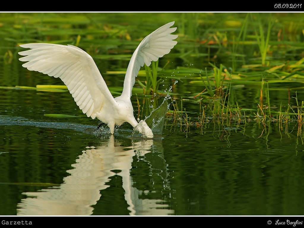 Garzetta # 3