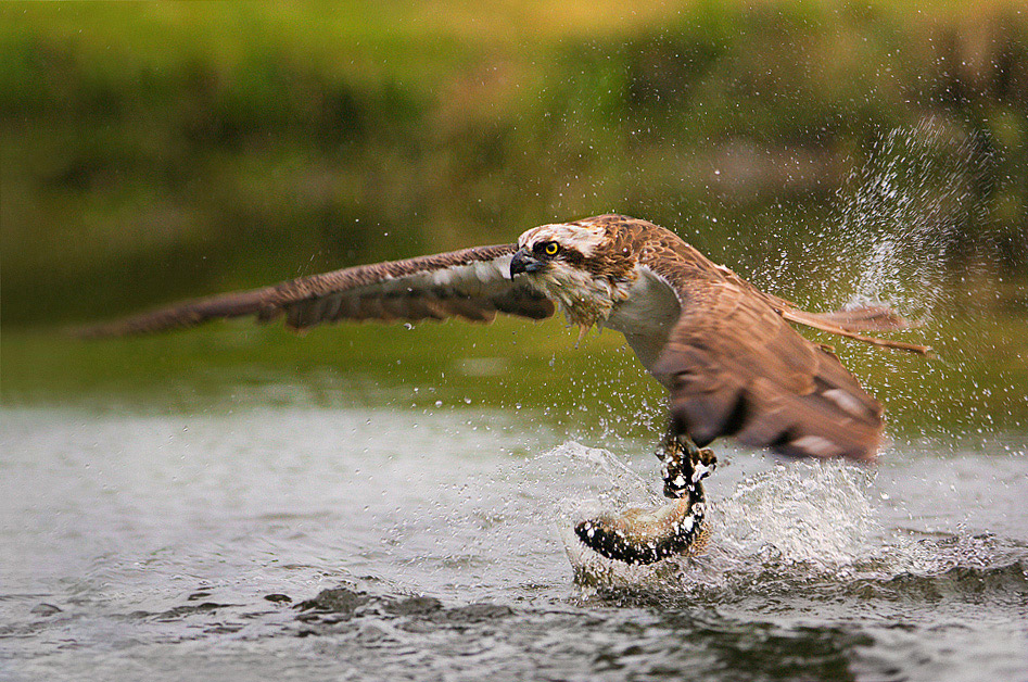 Falco pescatore in azione