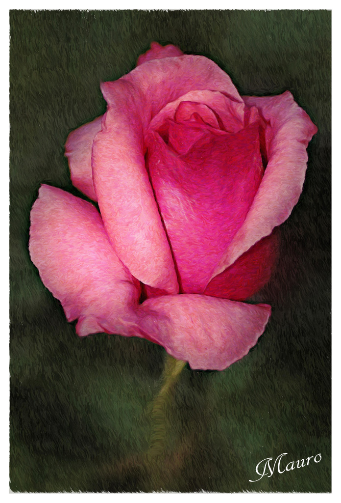 Rose oil effect