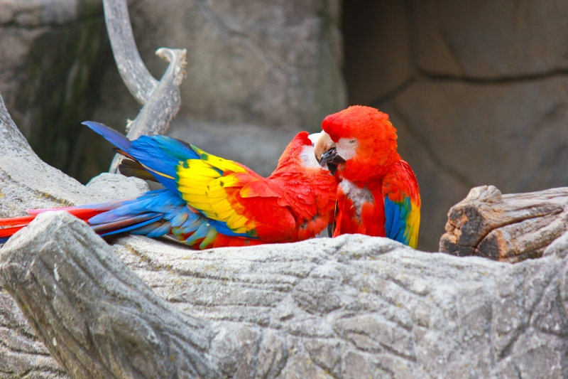 Al parco delle Cornelle