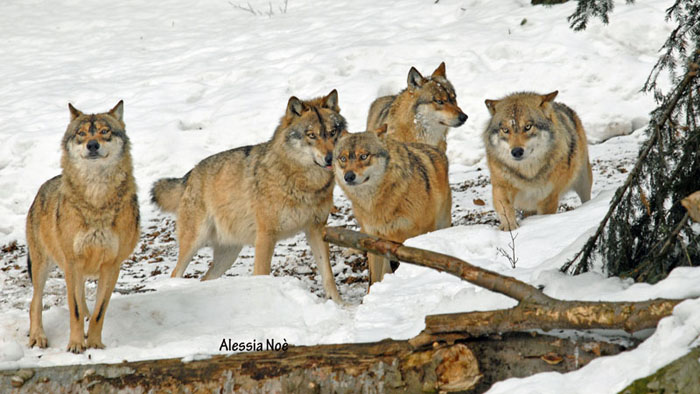 Gruppo di lupi