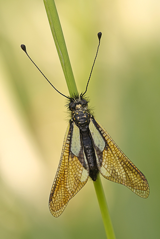 Libelloides coccajus