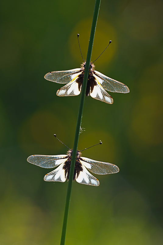 Sincro - Libelloides coccajus