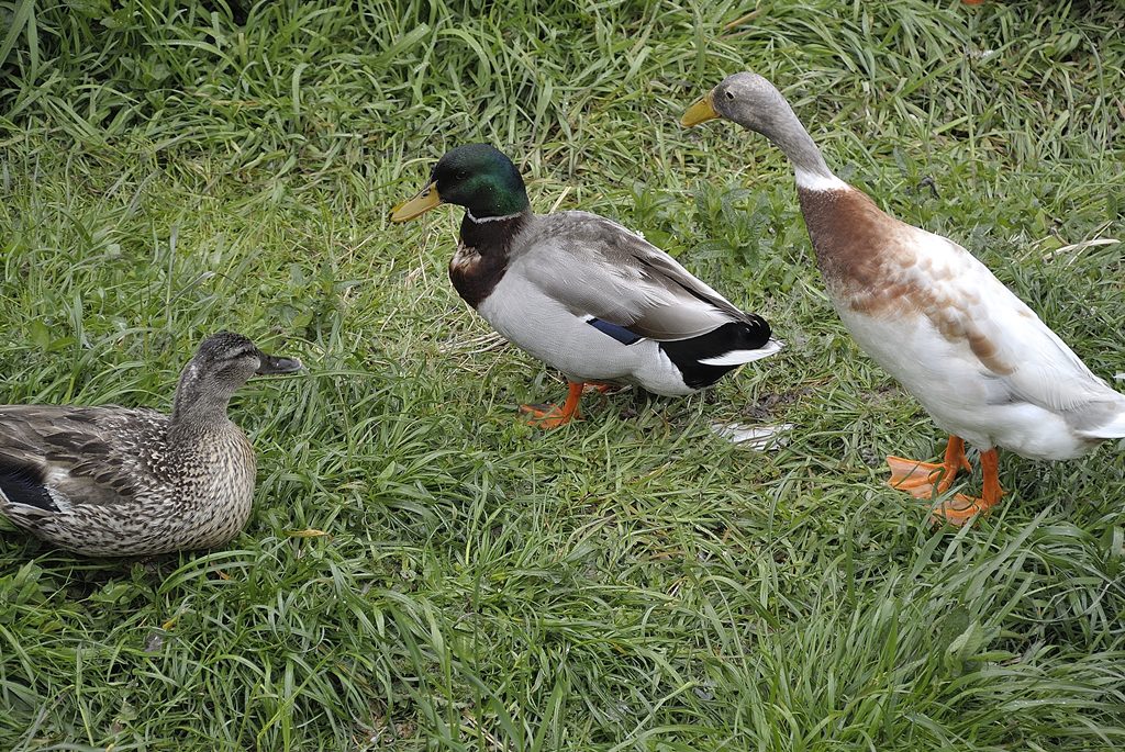 Devi scegliere: o me o lui!