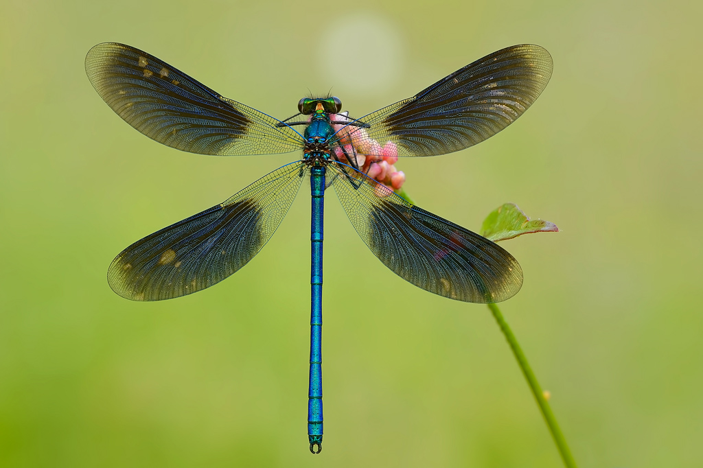 Splendens transparency