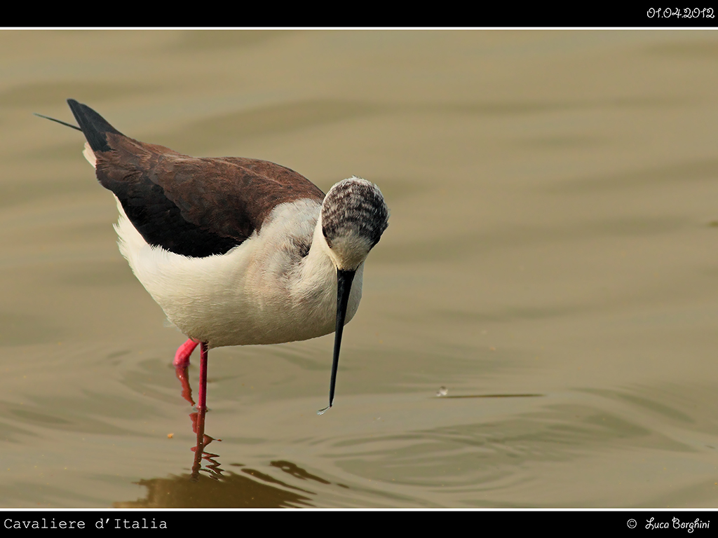 Cavaliere d'Italia # 5