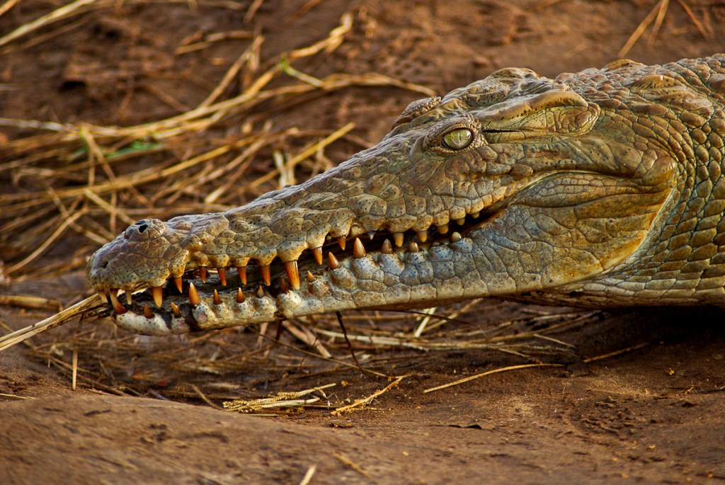 coccodrillo
