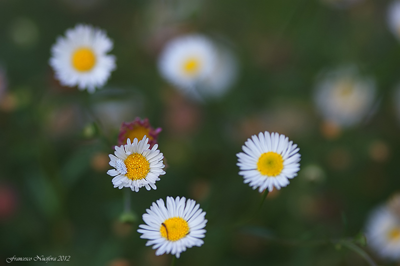 Costellazione-di-margherite
