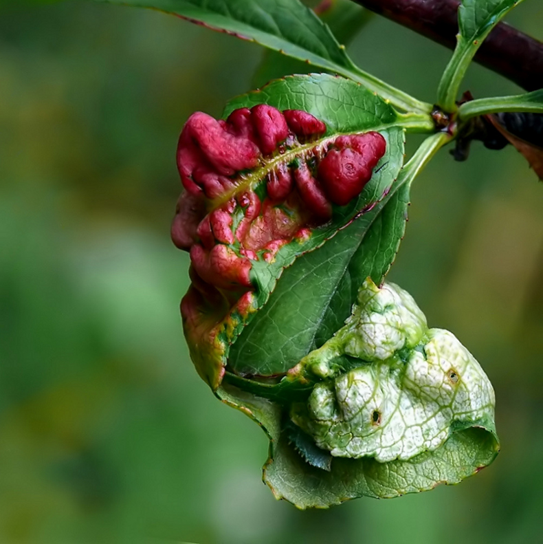 ***** Ammalato *****