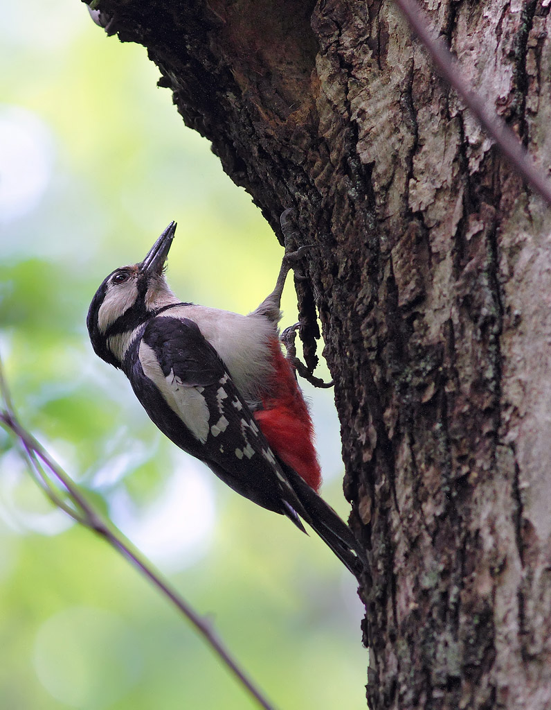 Picchio rosso maggiore