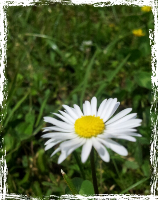 semplicemente primavera