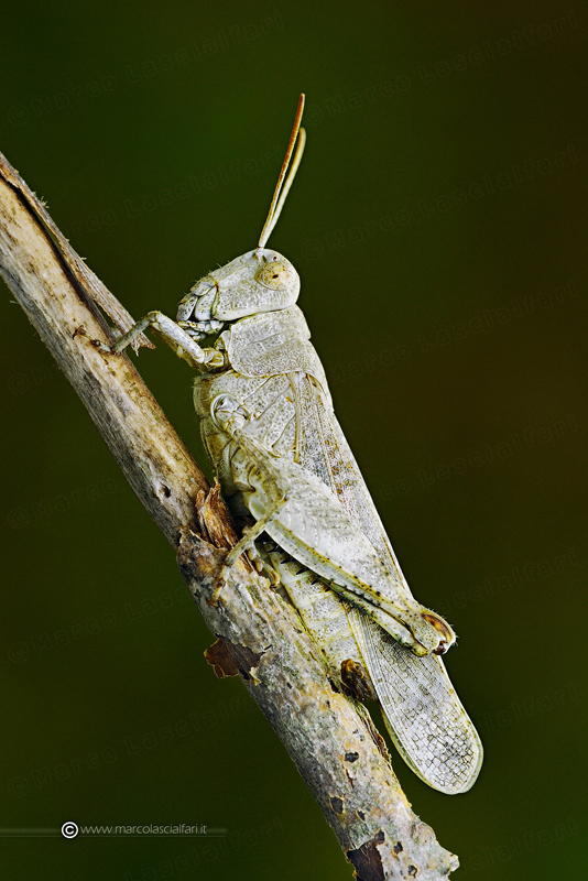 Orthoptera acrididae