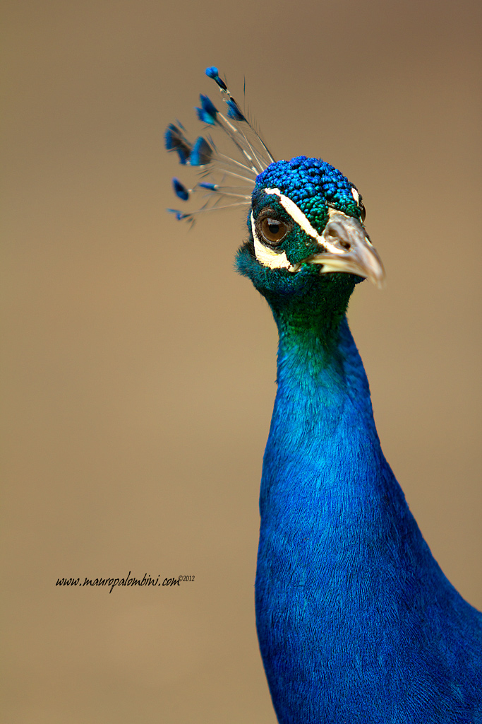 Ritratto del pi� vanitoso...