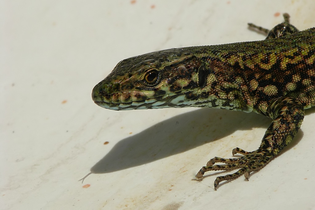 ***** Ombra indispettita *****