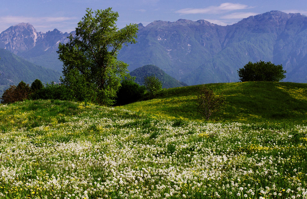 Lessinia